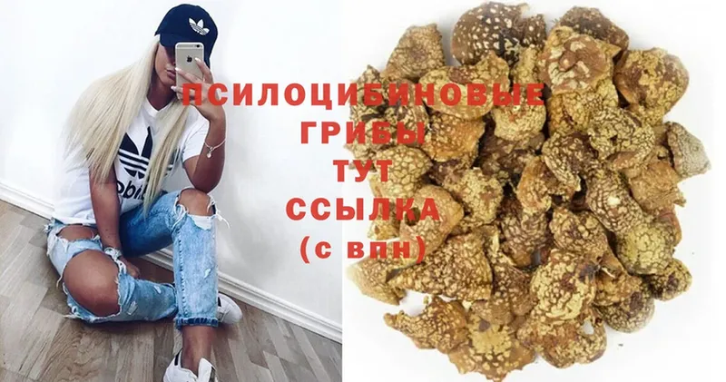 OMG ССЫЛКА  Дятьково  Галлюциногенные грибы Psilocybe  купить  сайты 